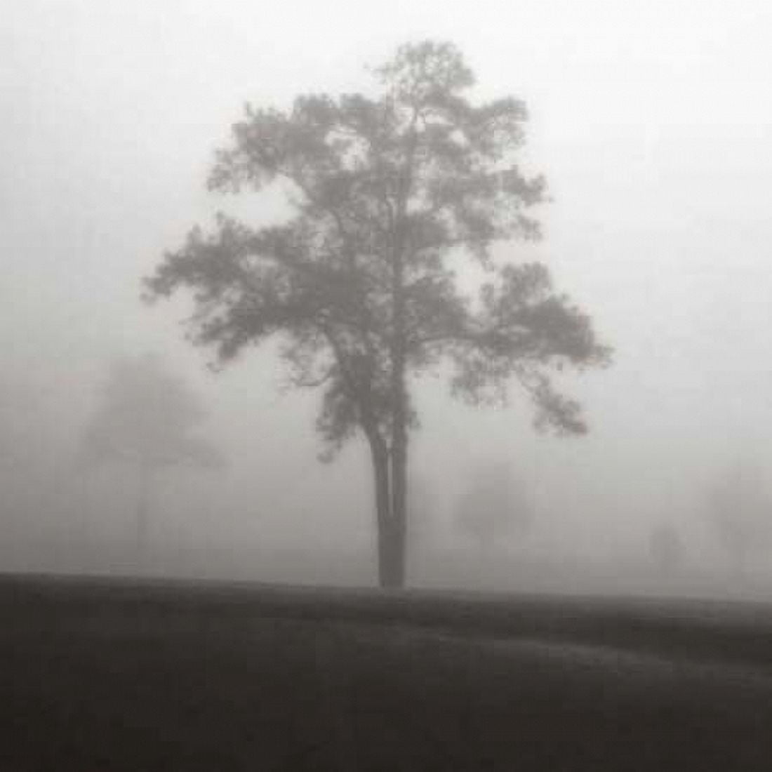 Fog Tree Study I Canvas Art - Jamie Cook (24 x 24)
