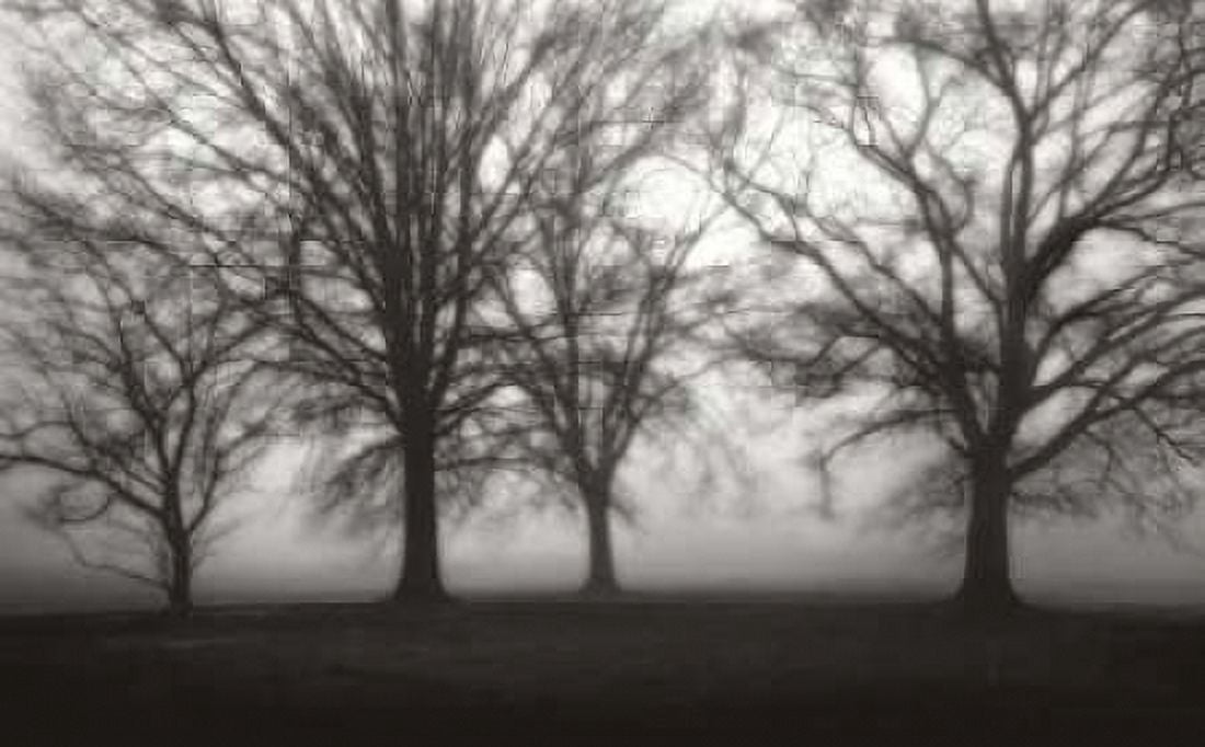 Fog Tree Study IV Canvas Art - Jamie Cook (24 x 36)