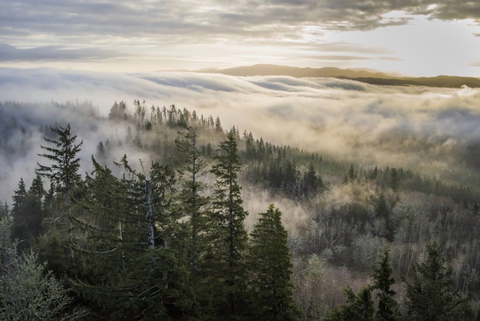 Fog and forest seen from Coxcomb Hill Astoria Oregon United States of America Canvas Art - Robert L Potts Design Pics (19 x 12)