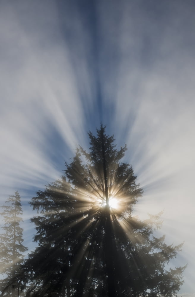 Fog and sunlight make a sunburst in a tree Astoria Oregon United States of America Canvas Art - Robert L Potts Design Pics (12 x 19)
