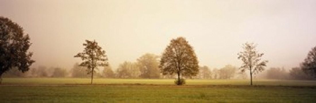 Fog covered trees in a field Baden-Wurttemberg Germany Canvas Art - Panoramic Images (18 x 6)