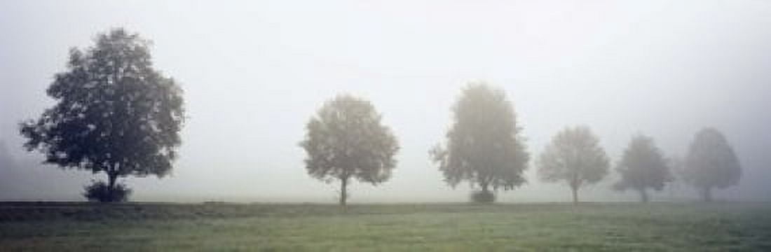 Fog covered trees in a field Baden-Wurttemberg Germany Canvas Art - Panoramic Images (18 x 6)