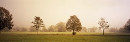 Fog covered trees in a field Baden-Wurttemberg Germany Canvas Art - Panoramic Images (36 x 12)