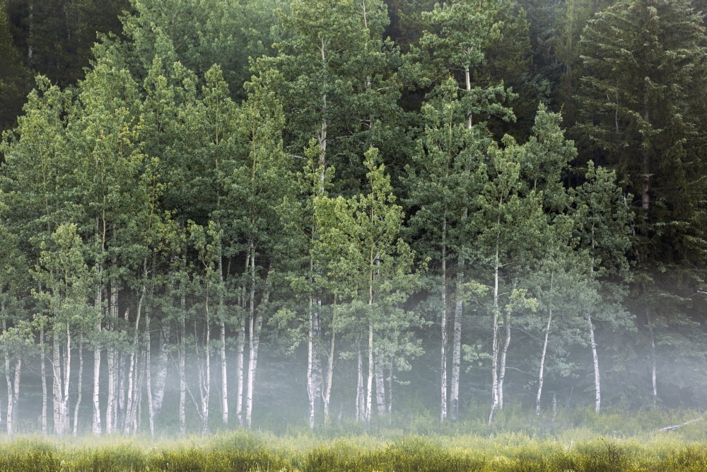 Fog covering a row of aspen trees in the early morning Kananaskis Country Alberta Canada Canvas Art - Michael Interisano Design Pics (19 x 12)