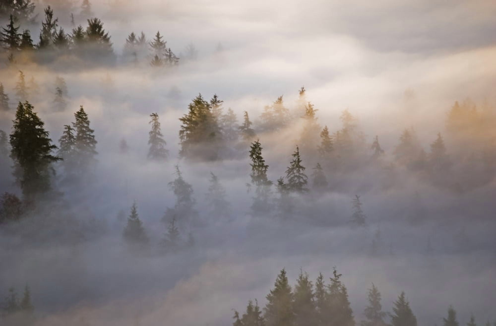Fog fills the forest Astoria Oregon United States of America Canvas Art - Robert L Potts  Design Pics (19 x 12)