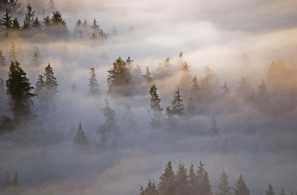 Fog fills the forest Astoria Oregon United States of America Canvas Art - Robert L Potts Design Pics (38 x 24)