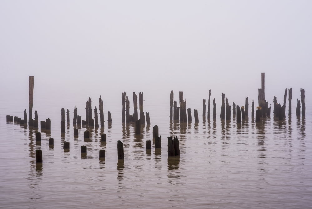 Fog obscures the Columbia River with pilings near the shore Astoria Oregon United States of America Canvas Art - Robert L Potts Design Pics (38 x 24)