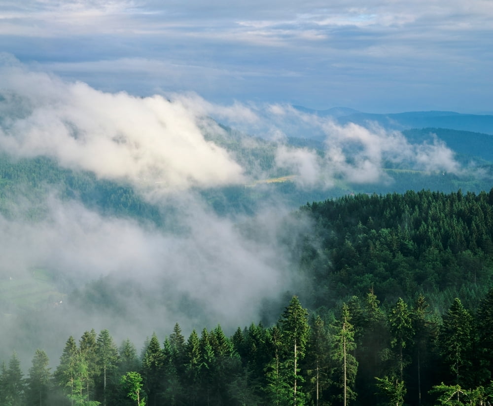 Fog over a forest Achertal Valley Northern Black Forest Baden-Wurttemberg Germany Canvas Art - Panoramic Images (36 x 12)
