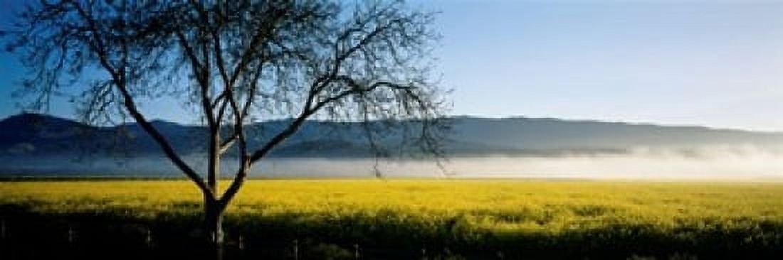 Fog over crops in a field Napa Valley California USA Canvas Art - Panoramic Images (18 x 7)