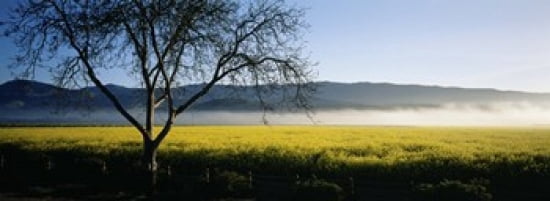 Fog over crops in a field Napa Valley California USA Canvas Art - Panoramic Images (36 x 13)