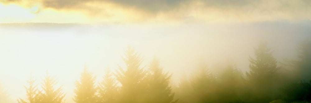 Fog over trees Grasshopper Peak Humboldt Redwoods State Park Humboldt County California USA Canvas Art - Panoramic Images (12 x 36)