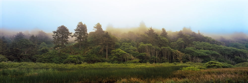 Fog over trees Redwood National Park California USA Canvas Art - Panoramic Images (27 x 9)