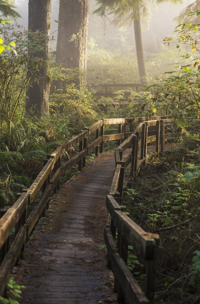 Fog softens the sunlight in the forest trail to the Cathedral Tree Astoria Oregon United States of America Canvas Art - Robert L Potts Design Pics (12 x 19)