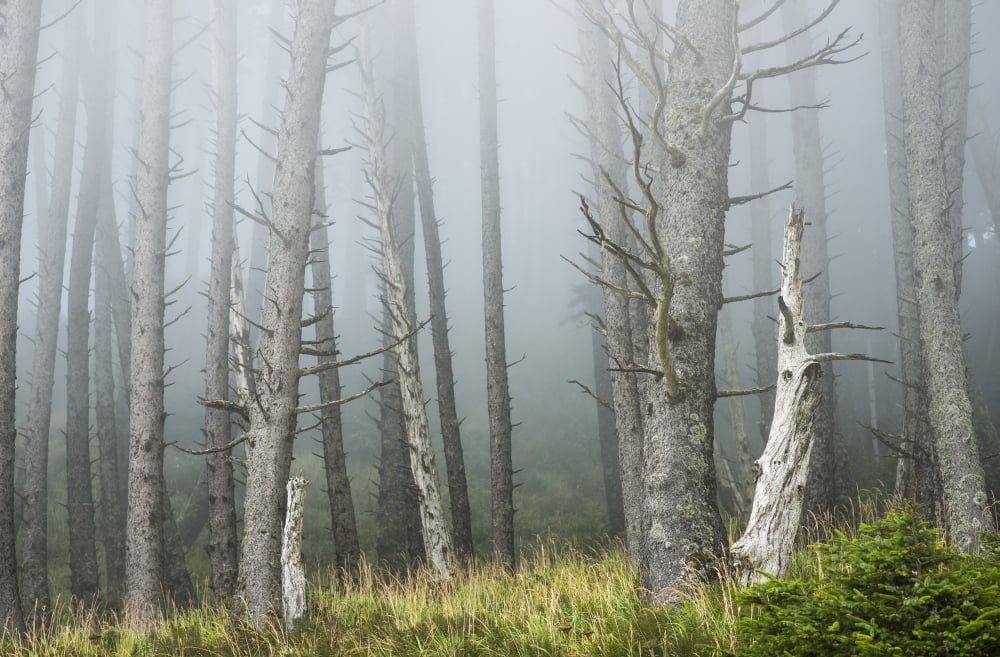 Fog softens the forest at Ecola State Park Cannon Beach Oregon United States of America Canvas Art - Robert L Potts Design Pics (19 x 12)