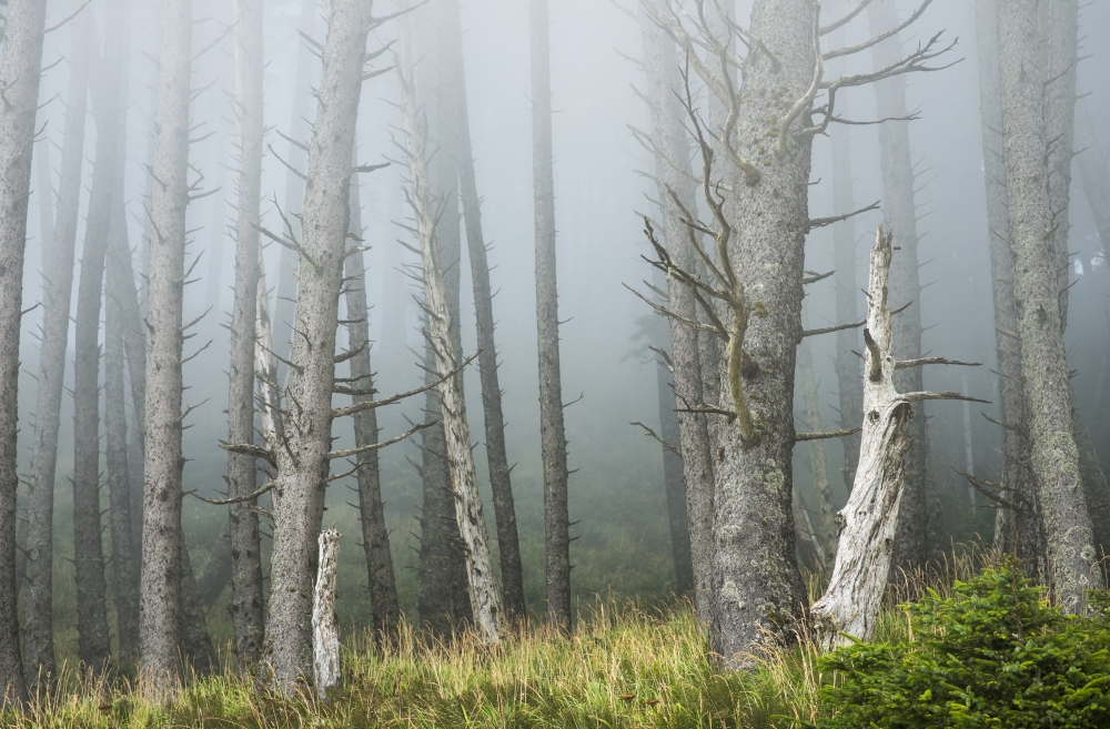 Fog softens the forest at Ecola State Park Cannon Beach Oregon United States of America Canvas Art - Robert L Potts Design Pics (38 x 24)