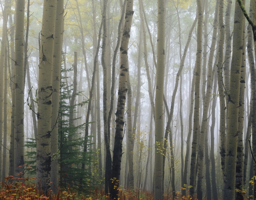Foggy Aspen Forest Near Ester Interior Ak Autumn Canvas Art - Vance Gese Design Pics (34 x 26)