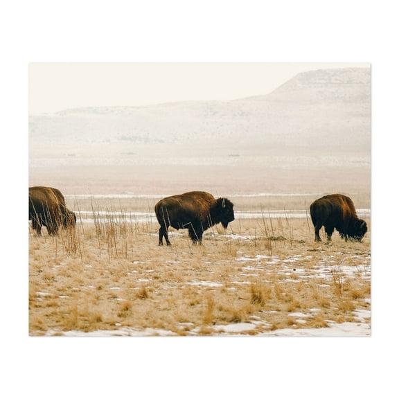 Foggy Bison Island - Utah Photography Wildlife Nature Animal Wilderness Scenic Winter Rural Unframed Wall Art Print 8 x 10 inches