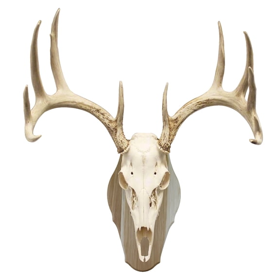 Foggy Bottom Woodworks LLC Euro Style Skull Kit, Rustic Hickory
