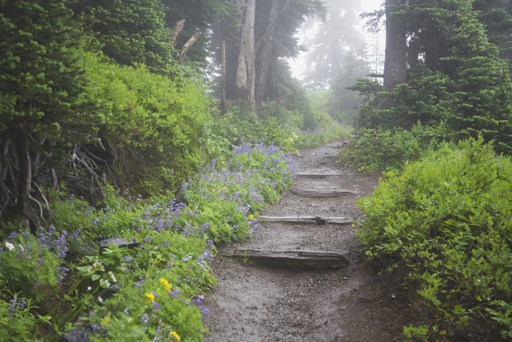 Foggy Forest Path Canvas Art - Craig Tuttle  Design Pics (19 x 12)