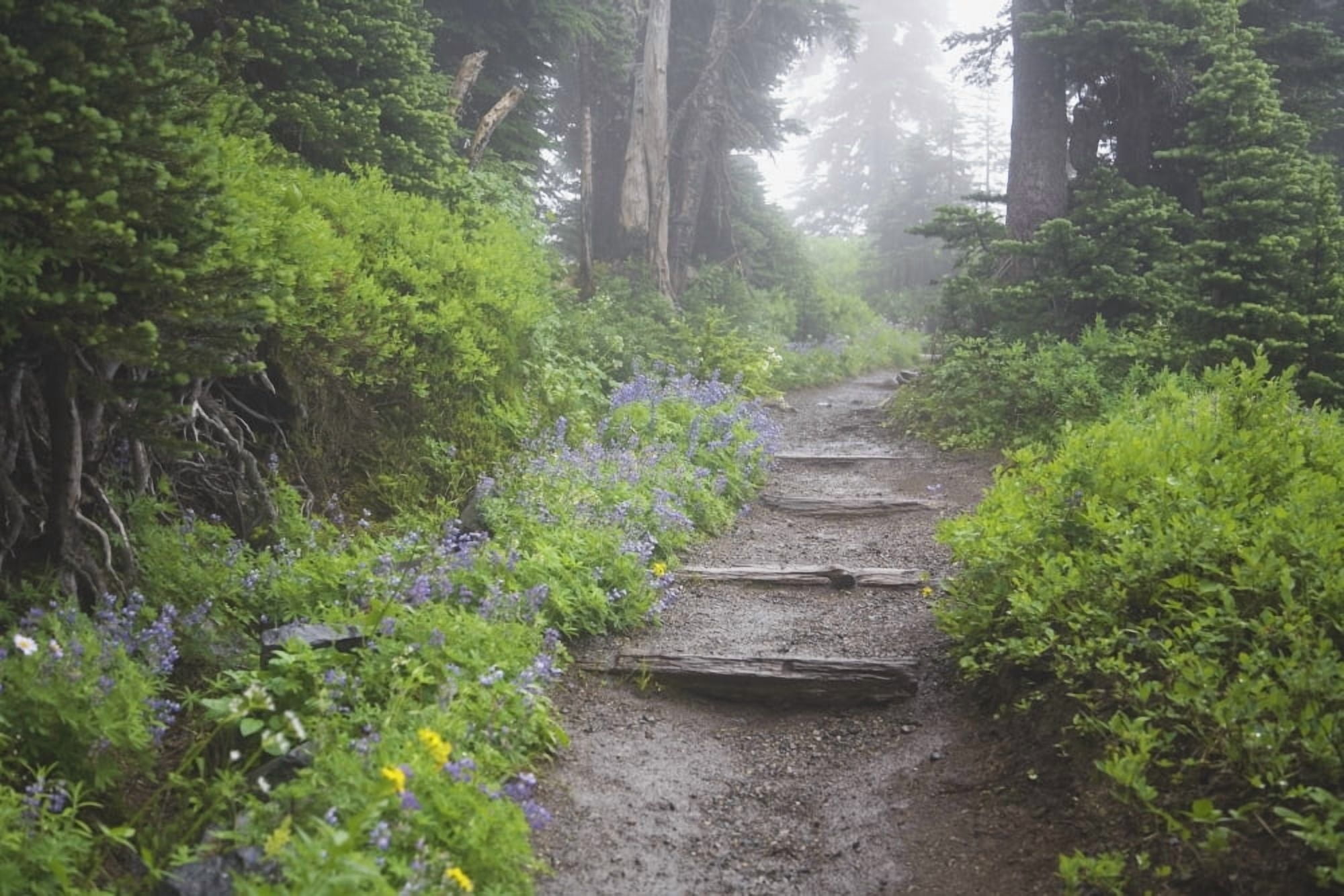 Foggy Forest Path Canvas Art - Craig Tuttle Design Pics (38 x 24)