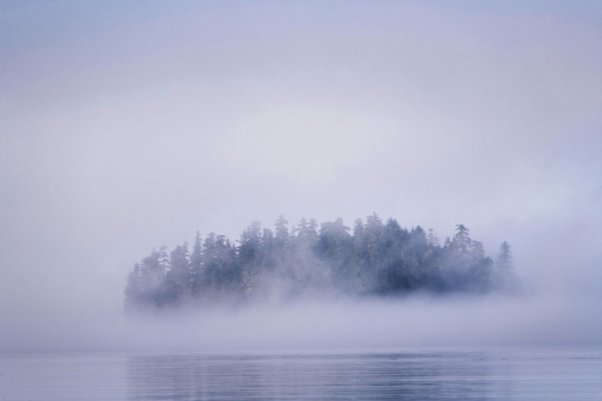Foggy Island With Spruce Trees Near Pybus Bay Inside Passage Southeast Alaska United States Of America Canvas Art - Stuart Westmorland Design Pics (36 x 22)