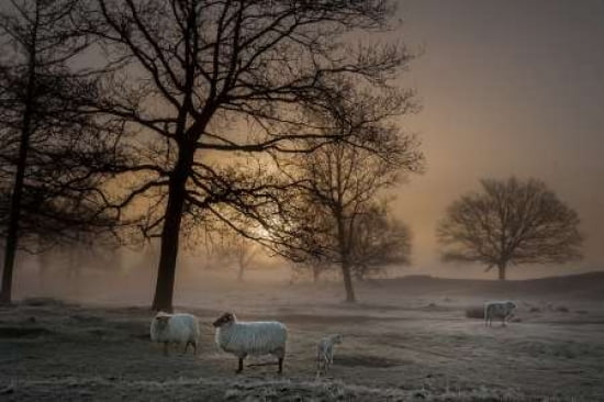 Foggy Morning Canvas Art - Piet Haaksma (12 x 18)