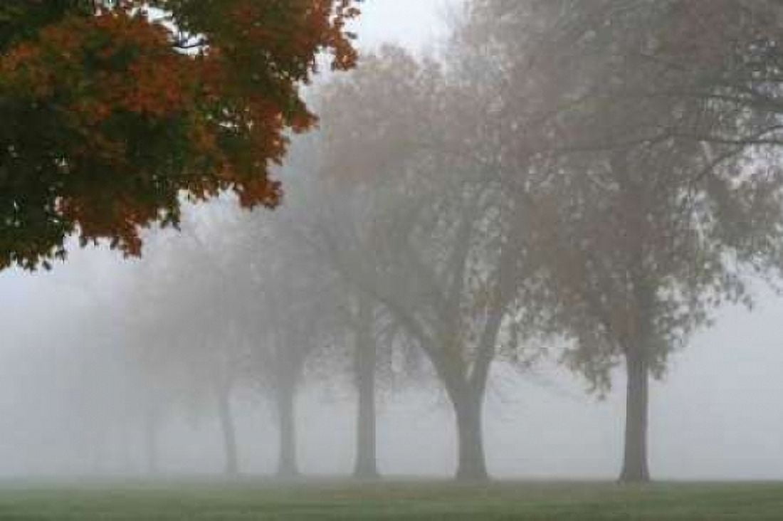 Foggy Trees I Canvas Art - Tammy Putman (24 x 36)