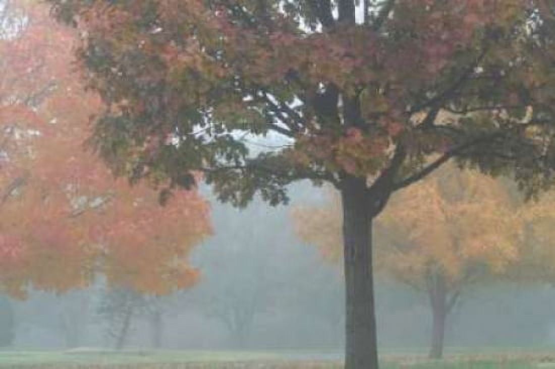 Foggy Trees II Canvas Art - Tammy Putman (24 x 36)