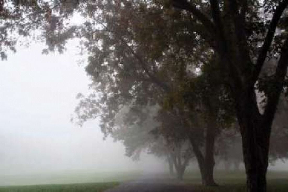 Foggy Trees III Canvas Art - Tammy Putman (12 x 18)