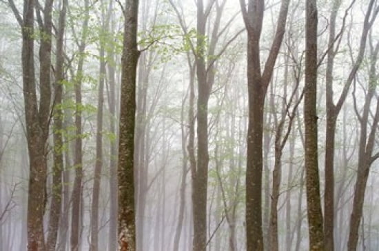 Foggy Trees in Forest Canvas Art - Panoramic Images (36 x 24)