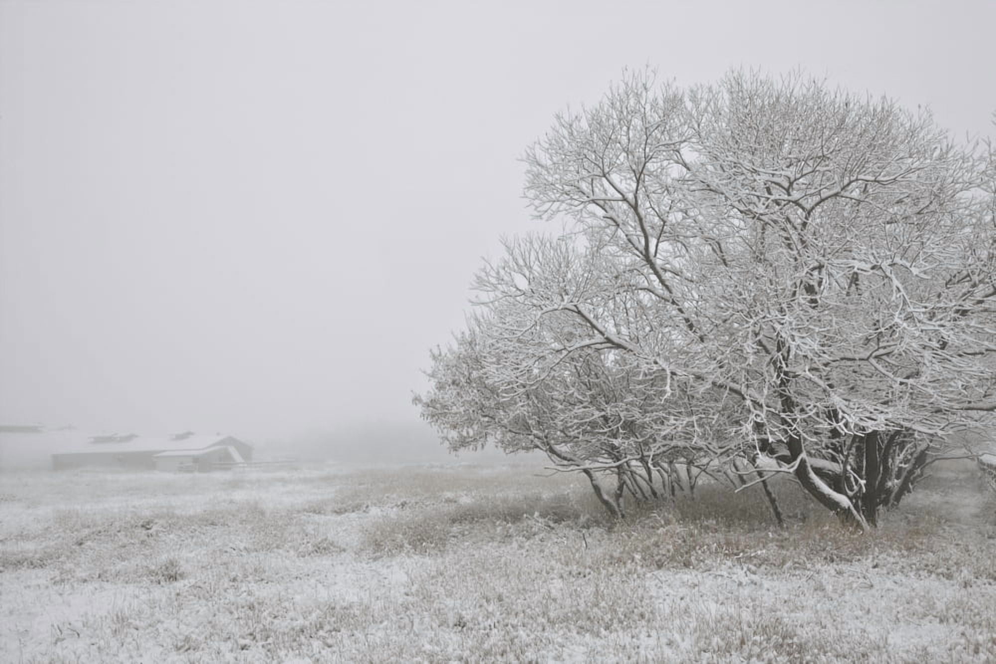 Foggy Winter Morning On Farm Central Alberta Canvas Art - Dan Jurak Design Pics (17 x 11)