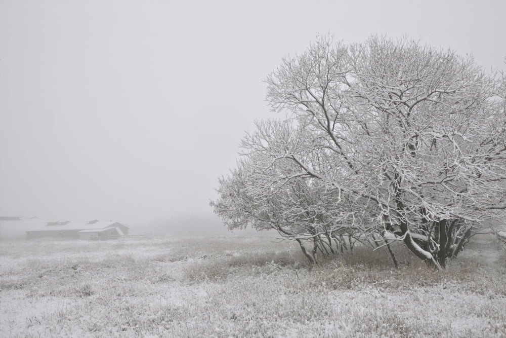Foggy Winter Morning On Farm Central Alberta Canvas Art - Dan Jurak Design Pics (34 x 22)