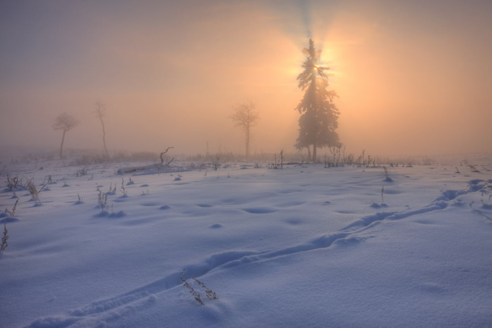 A Foggy Winter Sunrise With A Morning Sun Poking Through A Snow-Covered Spruce Tree In Rural Alberta Canada Canvas Art - Dan Jurak Design Pics (34 x 22)