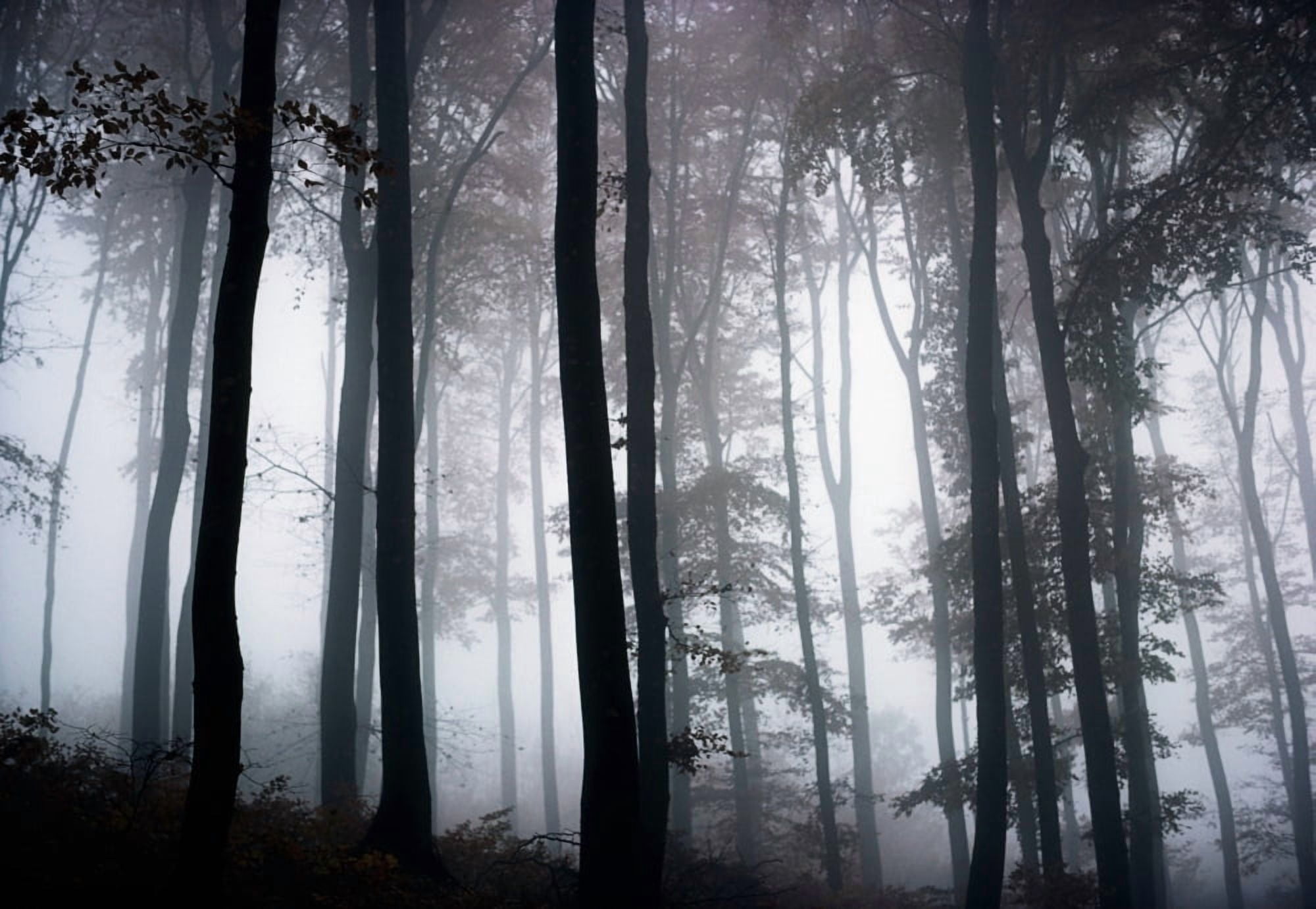 Foggy Woods Ireland Canvas Art - The Irish Image Collection Design Pics (36 x 24)
