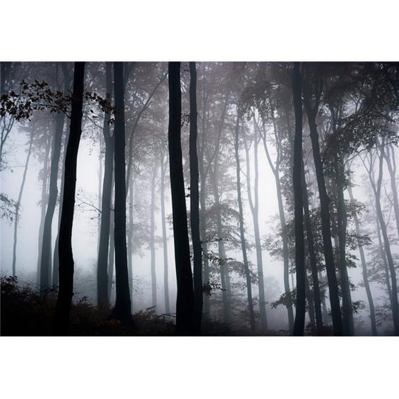 Foggy Woods - Ireland Poster Print by The Irish Image Collection, 36 x 24 - Large