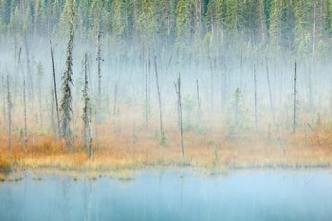 Foggy pond and forest Mount Robson PP British Columbia Canada Canvas Art - Jaynes Gallery DanitaDelimont (29 x 19)