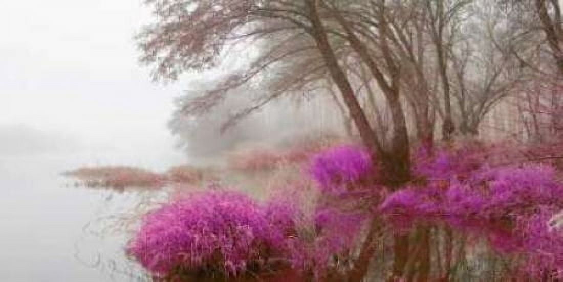 Foggy swamp 838 Canvas Art - JA Palacios (10 x 20)