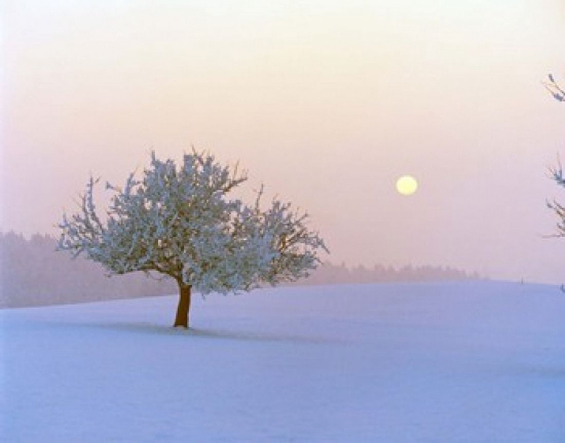 Foggy winter scene with tree and moon Canvas Art - Panoramic Images (16 x 13)