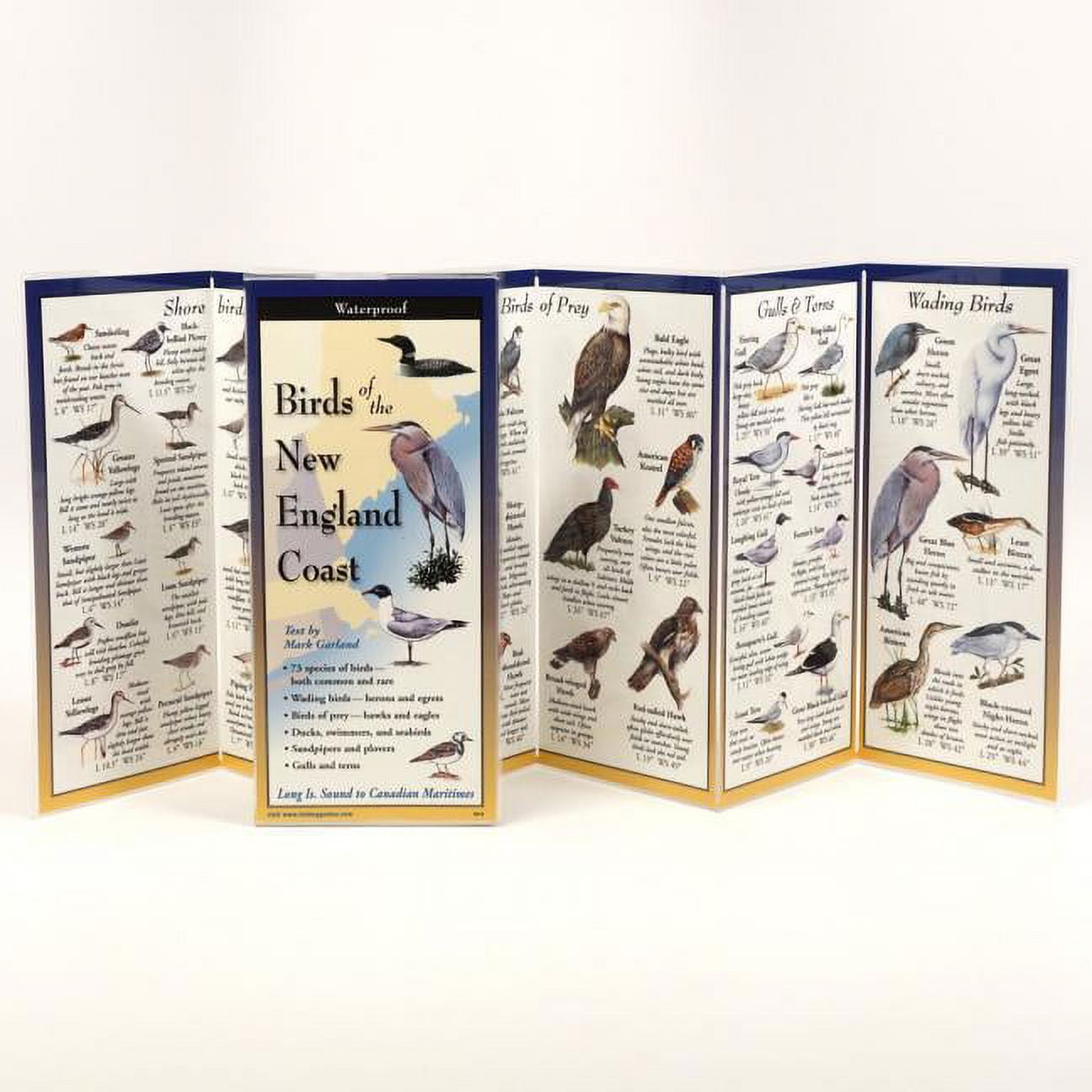 Waterproof Laminated Folding Guide: Birds of New England Coast