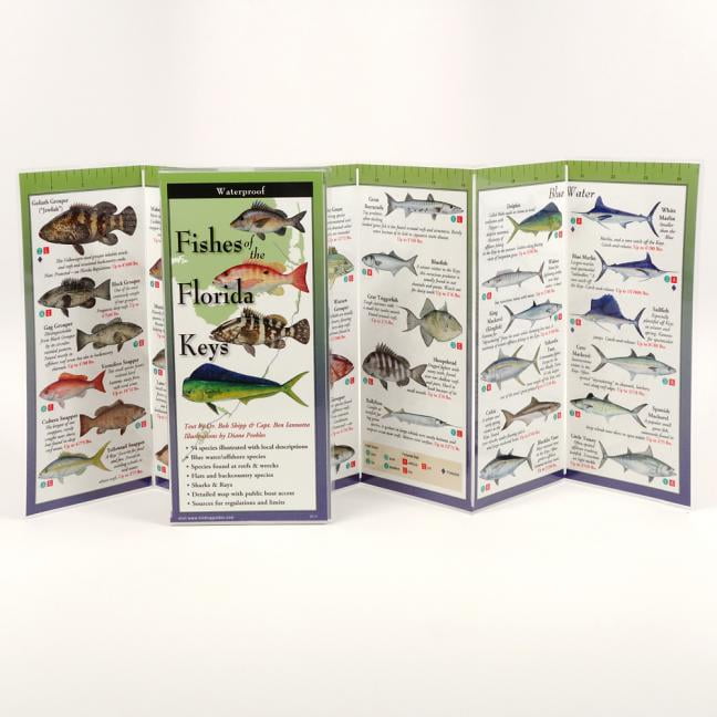 ROBERT SHIPP; DIANE PEEBLES FoldingGuides: Fishes of the Florida Keys (Other)