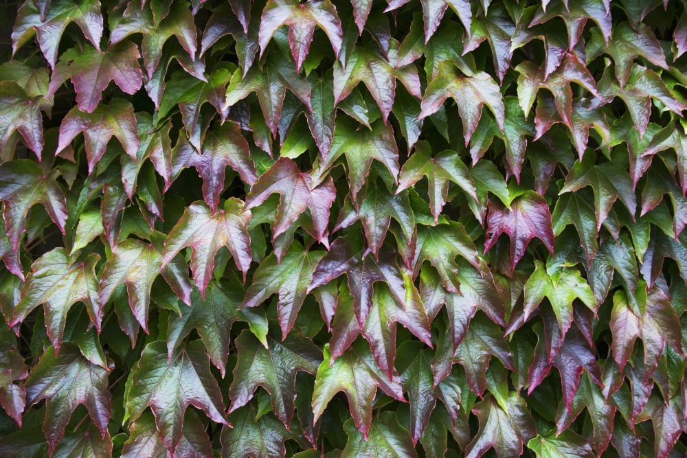 Foliage with red and green leaves Northumberland England Canvas Art - John Short Design Pics (19 x 12)