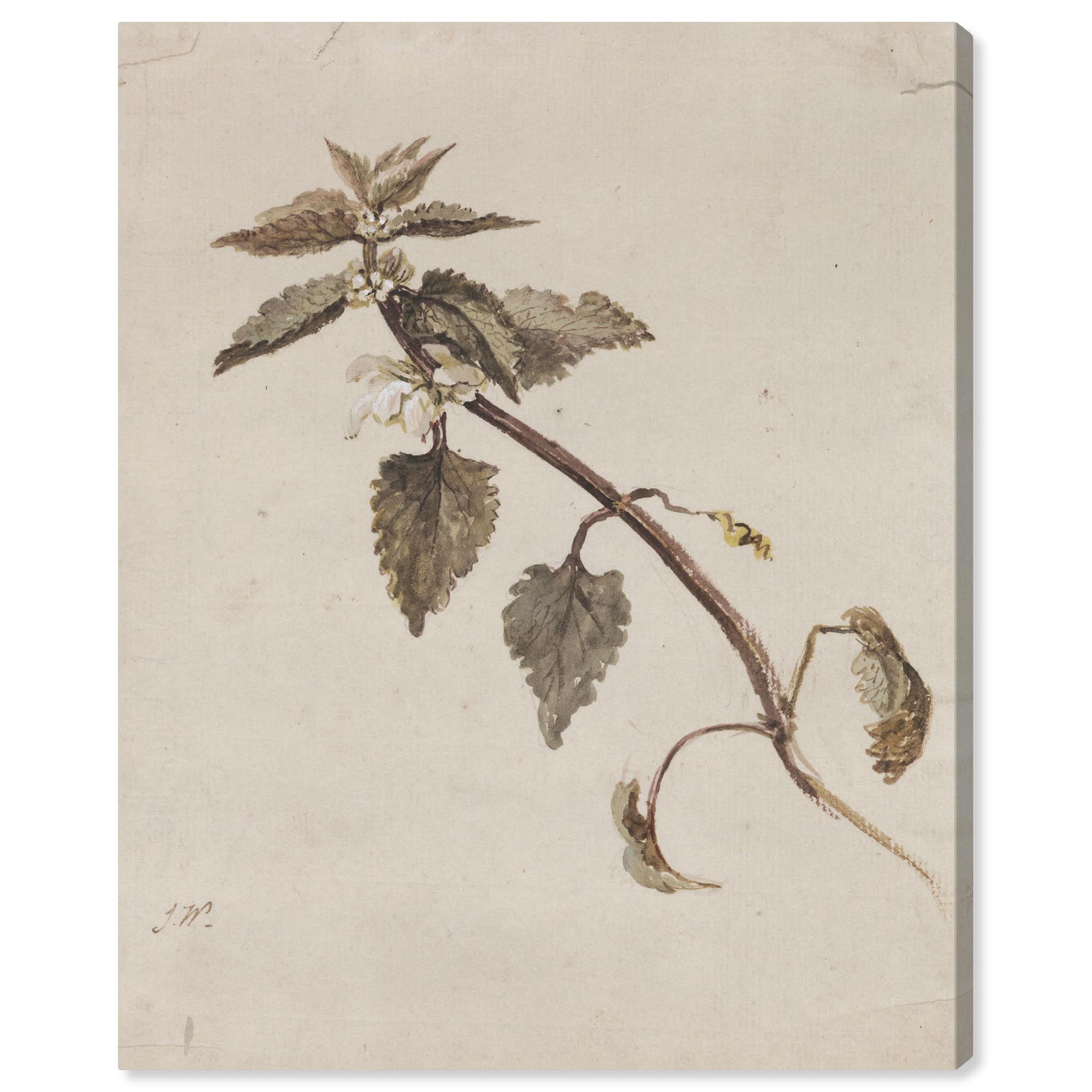 Vintage Botanical Branch Gallery Wrapped Canvas Art, 24" x 30"