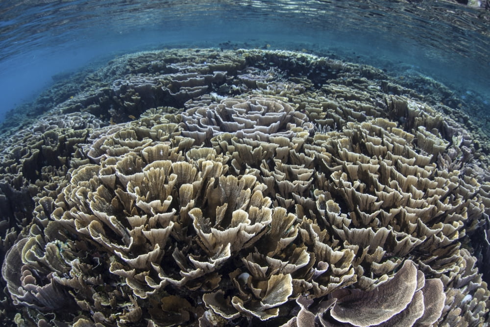 Foliose corals grow in Komodo National Park Indonesia Canvas Art - Ethan DanielsStocktrek Images (17 x 12)