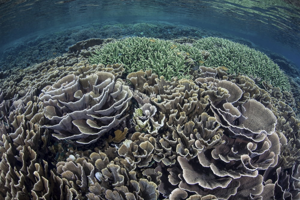 Foliose corals grow in Komodo National Park Indonesia Canvas Art - Ethan DanielsStocktrek Images (34 x 23)