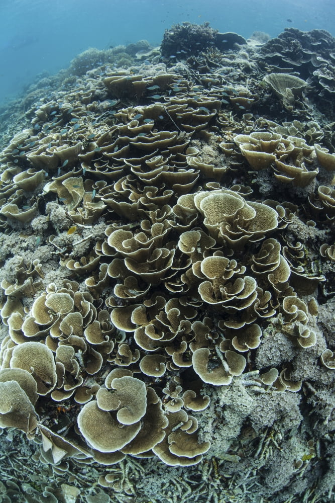 Foliose corals grow on a reef slope in Raja Ampat Indonesia Canvas Art - Ethan DanielsStocktrek Images (12 x 17)