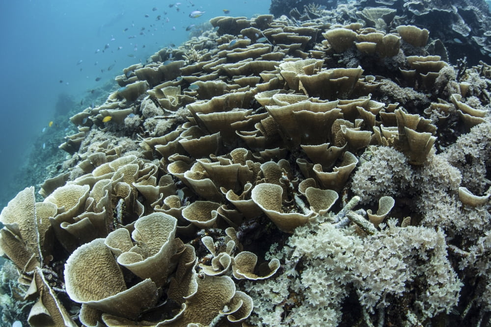 Foliose corals grow on a reef slope in Raja Ampat Indonesia Canvas Art - Ethan DanielsStocktrek Images (17 x 12)