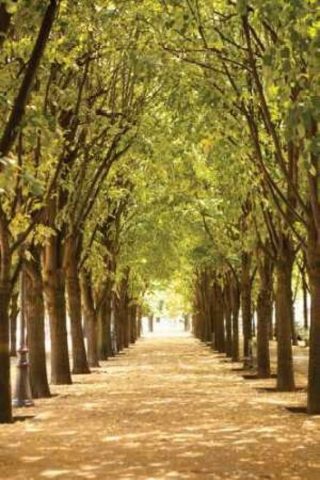 Follow the Path I Canvas Art - Karyn Millet (24 x 36)
