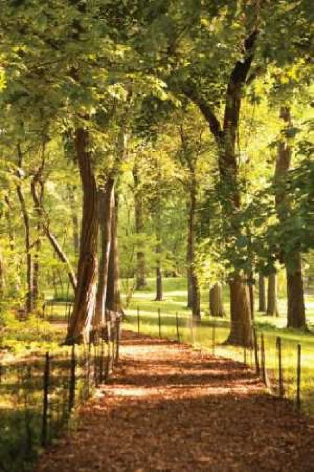Follow the Path II Canvas Art - Karyn Millet (24 x 36)