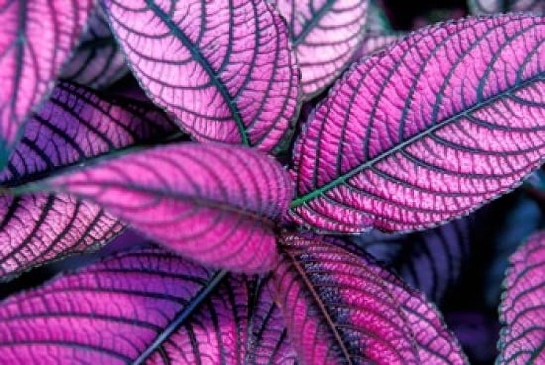 Fond Dous Estate Persian Shield St Lucia Caribbean Canvas Art - Greg Johnston DanitaDelimont (36 x 24)