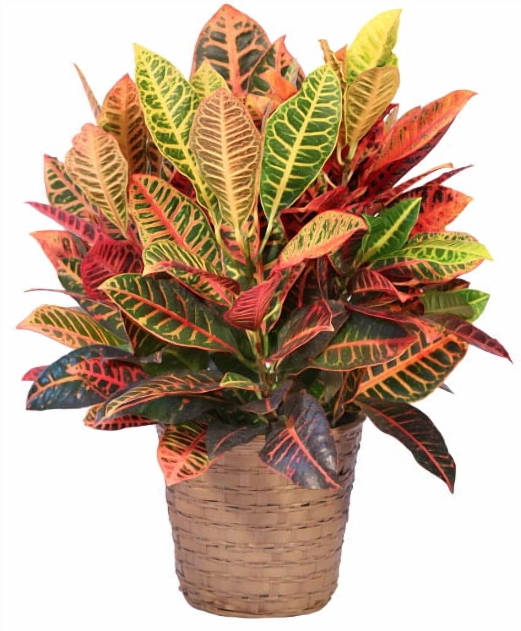 16+ Houseplant Croton Foo-te's Flowers - Large Croton House Plant - Deluxe - Walmart.com